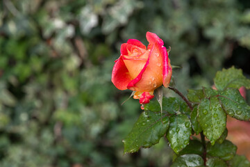 A red and yellow rose flower on a background of green foliage. A yellow rose flower blooming in the garden. The concept of Valentine's Day.