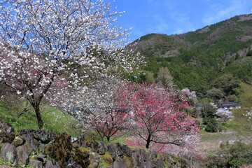 引地橋の花桃　彩り豊かに咲く（高知県　仁淀川町）