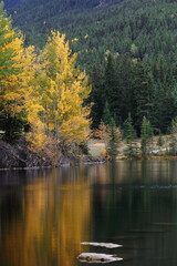 Trembling aspens in autumn color and conifer forests at the SE end of Quarry Lake, park reclaimed from an old mining area. Canmore-Alberta-Canada-067