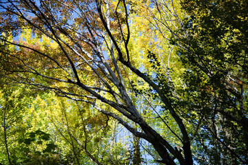 Fototapeta premium 鶴舞公園