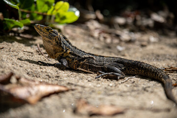 Close-up of a lizard basking on sunlit sand with blurred green foliage in the background. Costa Rica