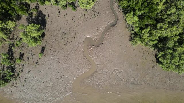 Australian mud flats and coastal vegetation near a river estuary showing signs of crocodile inhabitant. Drone aerial view