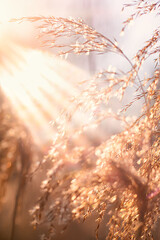 dry marsh grass reeds sunlight breaking through the grass