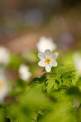 Obraz premium snowdrops first spring flowers galanthus hepateca