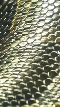 Closeup shot of the living Burmese python skin, beautiful texture. Vertical footage.