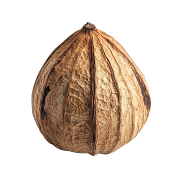 Waternut displayed on a clean Transparent background highlighting its unique texture and shape, Waternut isolated on PNG background