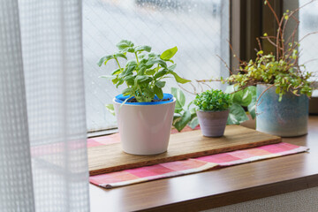 スイートバジルを室内で育てる