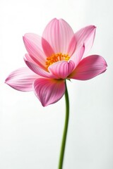 Fototapeta premium Delicate flower petals unfolding on a white background, garden, isolated