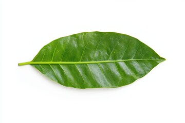 Obraz premium A single green leaf lies flat against a white background, showcasing its smooth texture and vibrant color.