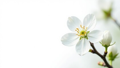 Fototapeta premium Delicate white blossom against pure white background, flower, blossom