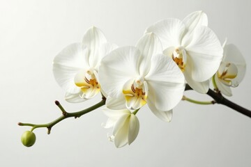 Obraz premium Delicate white orchid blossom against pure white backdrop, petal, serene, image