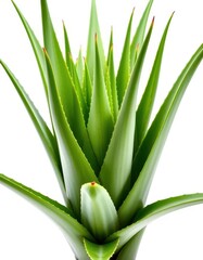 Fototapeta premium A lush, vibrant aloe vera plant isolated against a pure white backdrop, illustration, fresh, photography