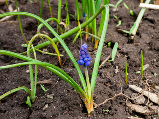 Small Blue Flower Blooming in Springtime Garden Among Soil and Greenery
