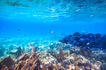 Shoal of blue fishes in the Caribbean Sea of Mexico © Patryk Kosmider