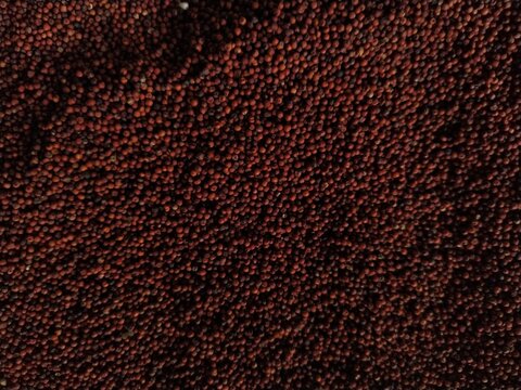 Close-up of ragi (finger millet) grains forming a textured background. The image highlights natural food, nutrition, and traditional grain used in Indian cuisine.