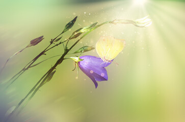 Beautiful blue bell with yellow butterfly in sunlight . Summer natural background
