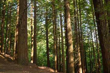Redwood forests, some with trunks damaged by people's hugs. It is a very long-lived evergreen tree...