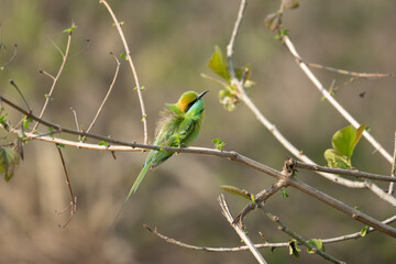 Asian green bee-eater, little green bee-eater, green bee-eater - Merops orientalis perched at green...