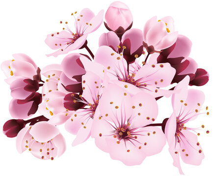 Cherry Blossom Decorative Transparent png illustration cipart