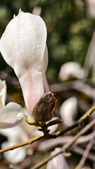 Close-up of a magnolia bud opening into a soft white and pink flower, symbolizing renewal and spring.