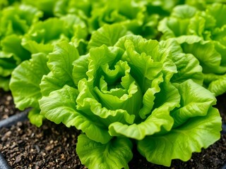 Fresh Organic Green Lettuce in Lush Garden