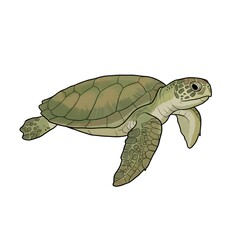 Fototapeta premium Turtle on a white background.