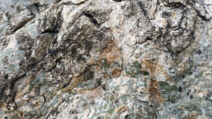 The Wooden Tree Textures, Rough tree surface