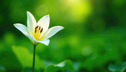 Fototapeta premium White lily flower in a lush green environment with soft focus, serene, natural, green
