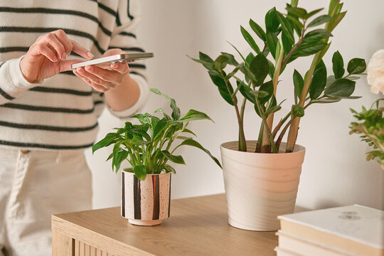 Young caucasian woman taking photo of a plant to recognize it using identifier application on mobile phone indoors.  