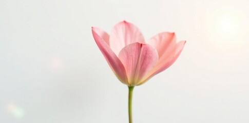 Delicate petals of a single flower unfolding on white background, light, garden, fresh