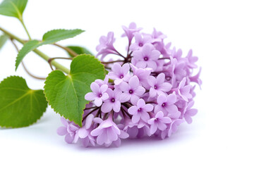 bunch of purple lilac flowers with green leaves on a white background