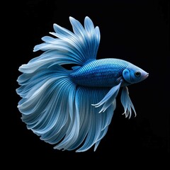 Fototapeta premium fish in aquarium
