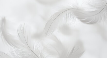 Obraz premium Ethereal Snow-White Feathers Swirling in Soft Light