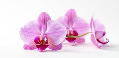Delicate orchid petals unfolding on a white surface, white background, isolated