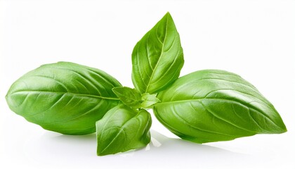 Fototapeta premium fresh green basil leaves isolated on white background