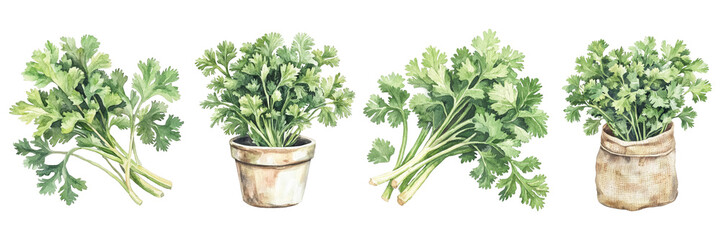 Naklejka premium Cilantro Bunches in Pots and Natural Wrapping
