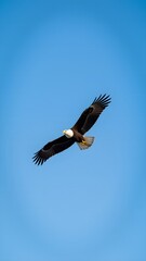 Obraz premium Eagle soars in the blue sky