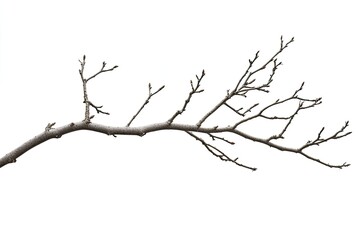 Bare tree branch against white background