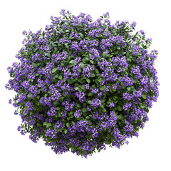 Obraz premium Purple Flower Shrubbery Isolated on White Background (PNG)