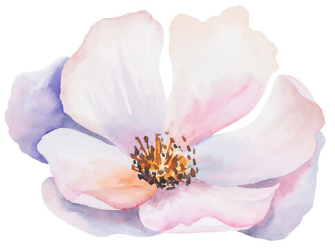 Watercolor pink blush peony flower isolated illustration, pastel romantic floral wedding element
