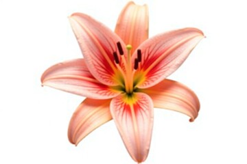 Isolated lily bloom in a pure white background, isolated lily, flower shape