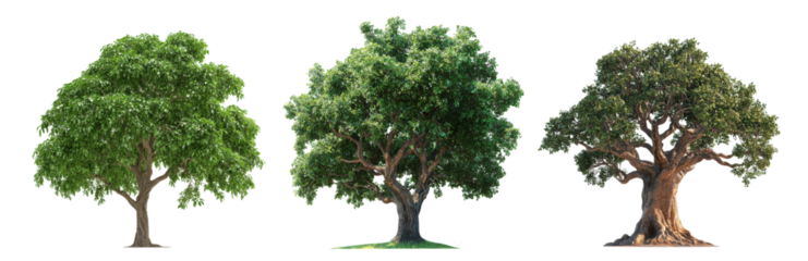 Trio of diverse tamarind trees on transparent background, ideal for print, card or poster