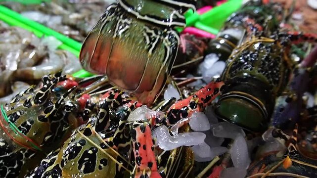 fresh seafood on the counter, octopus, crabs, lobsters, fish, mussels, oysters, squid, steaks, tuna