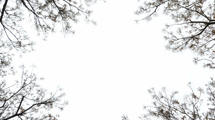 Winter tree branches frame, sky background, nature design