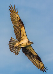 Osprey flying