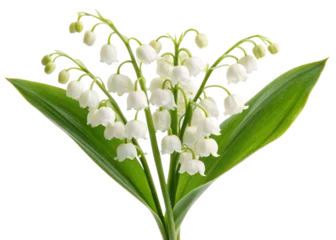 Fotobehang Closeup of Delicate Lily of the Valley Flowers with Lush Green Leaves transparent background Generative AI © Rizia