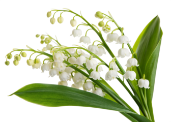 Beautiful Bouquet of Delicate White Lily of the Valley Flowers with Lush Green Leaves transparent background Generative AI
