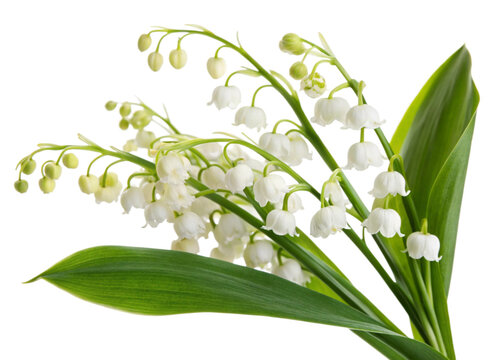 Beautiful Bouquet of Delicate White Lily of the Valley Flowers with Lush Green Leaves transparent background Generative AI