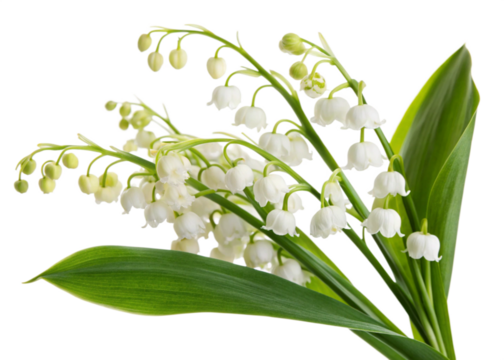 Beautiful Bouquet of Delicate White Lily of the Valley Flowers with Lush Green Leaves transparent background Generative AI