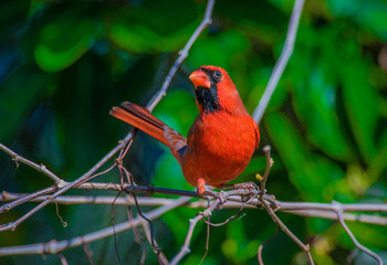 cardinal on branch